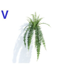 Maxtree-Plants Vol04 Nephrolepis exaltata 04 