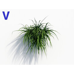 Maxtree-Plants Vol08 Tillandsia Cyanea 04 