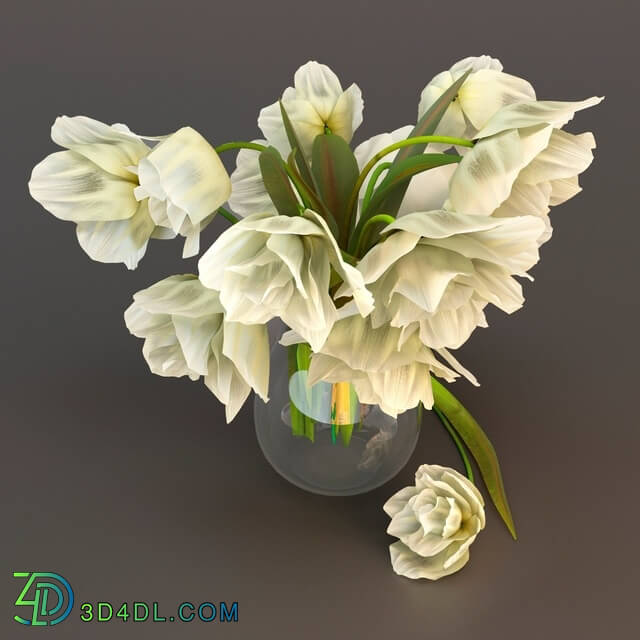 Plant - White tulips in a glass vase