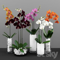 Plant - Phalaenopsis orchids set 