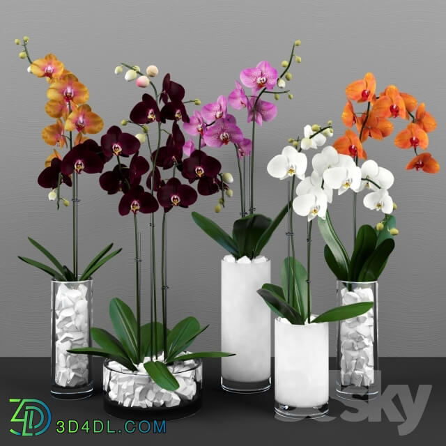 Plant - Phalaenopsis orchids set