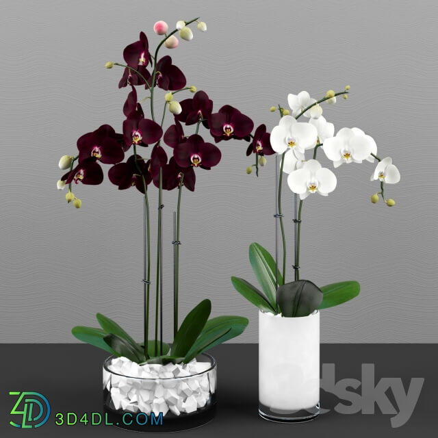 Plant - Phalaenopsis orchids set