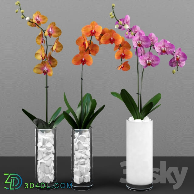 Plant - Phalaenopsis orchids set