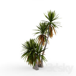 Plant - Yucca aloifolia _ 2 