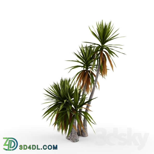 Plant - Yucca aloifolia _ 2