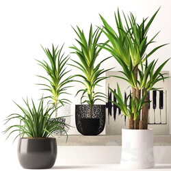 Plant - Houseplant set 
