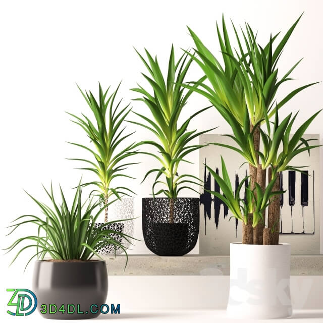 Plant - Houseplant set