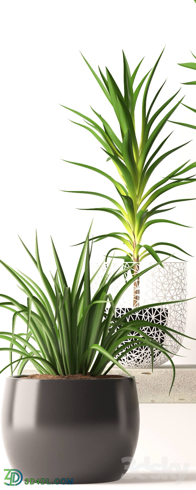 Plant - Houseplant set