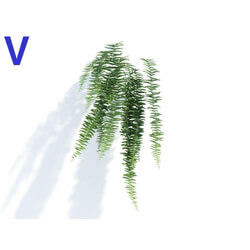 Maxtree-Plants Vol04 Nephrolepis exaltata 05 