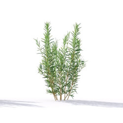Maxtree-Plants Vol19 Rosmarinus officinalis 01 02 