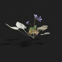 Maxtree-Plants Vol21 Viola inconspicua 01 01 