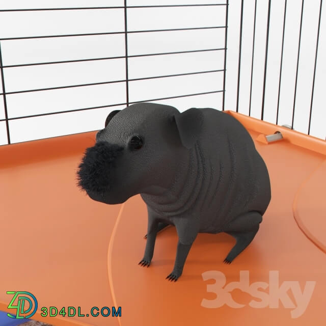 Creature - guinea pig skinny
