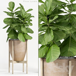 Plant - Ficus Lyrata _Plant 82_ 