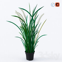 Indoor - Feika_80433938_room plant 