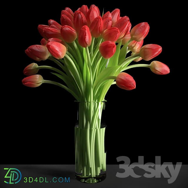 Plant - Red Tulips _ Red tulips