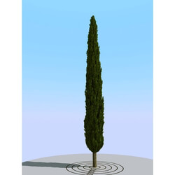 3dMentor HQPlants-02 (150) cypress 1 