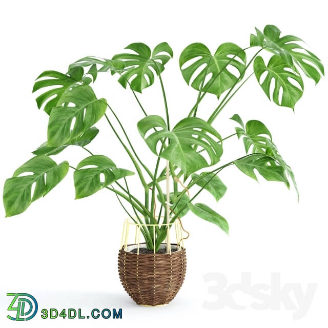 Plant - Monstera