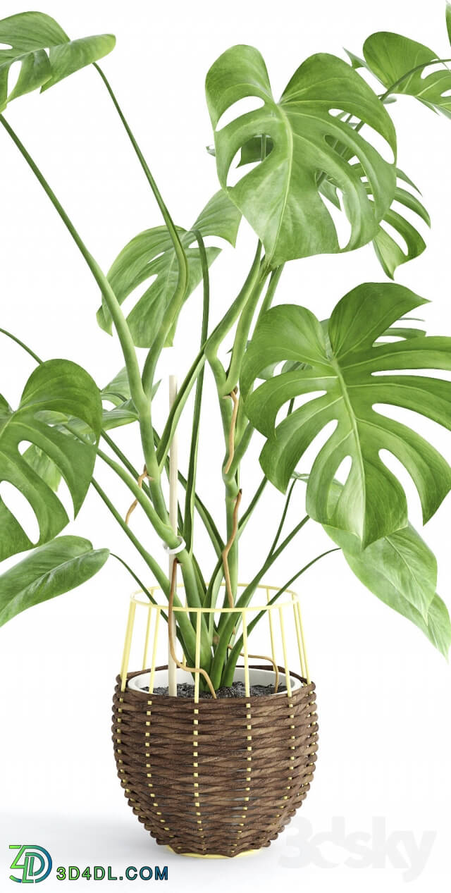 Plant - Monstera