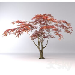 Plant - Japanese maple tree 