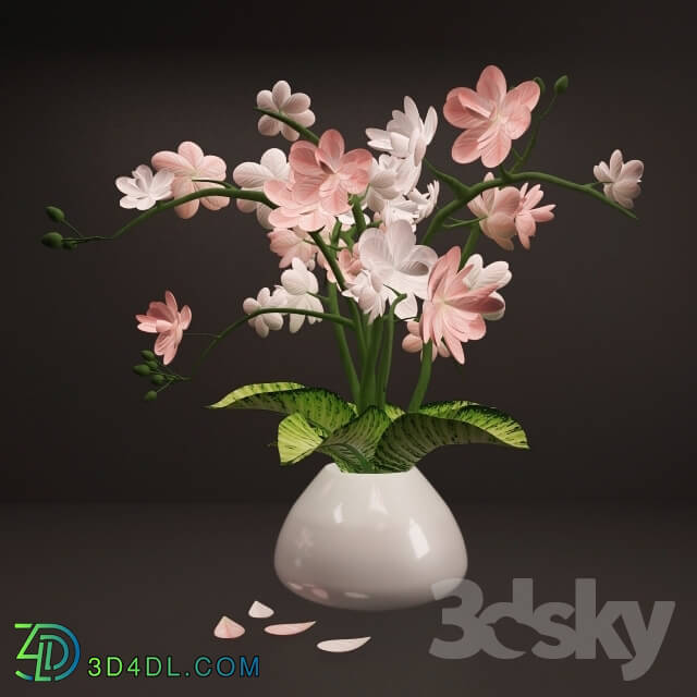 Plant - Pink White Flowers