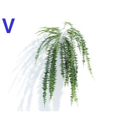 Maxtree-Plants Vol04 Nephrolepis exaltata 06 