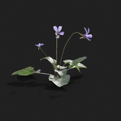 Maxtree-Plants Vol21 Viola inconspicua 01 02 