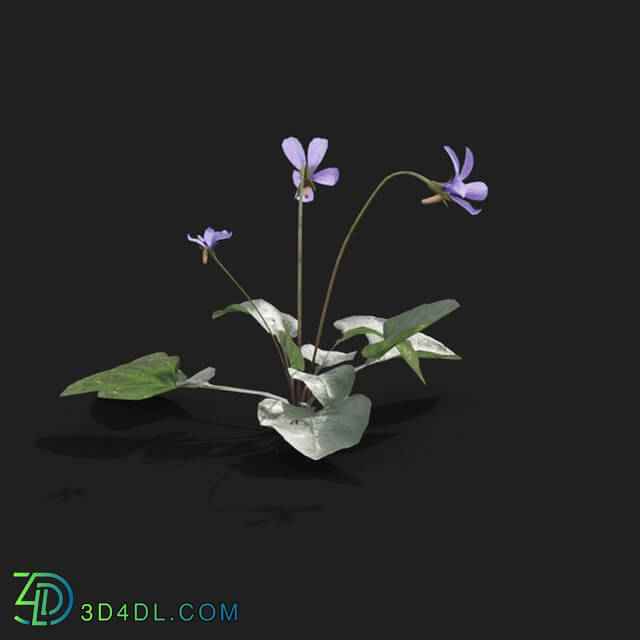 Maxtree-Plants Vol21 Viola inconspicua 01 02