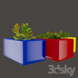 Indoor - Decorative set_Green Cactus in the colorful pots_ Marziye 