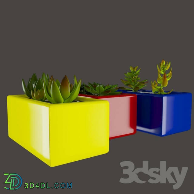 Indoor - Decorative set_Green Cactus in the colorful pots_ Marziye