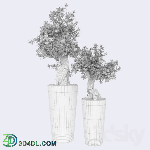 Plant - Ficus Bansal