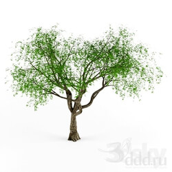 Plant - Erythrina Tree 