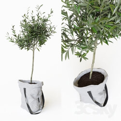 Plant - Olive tree in bag 