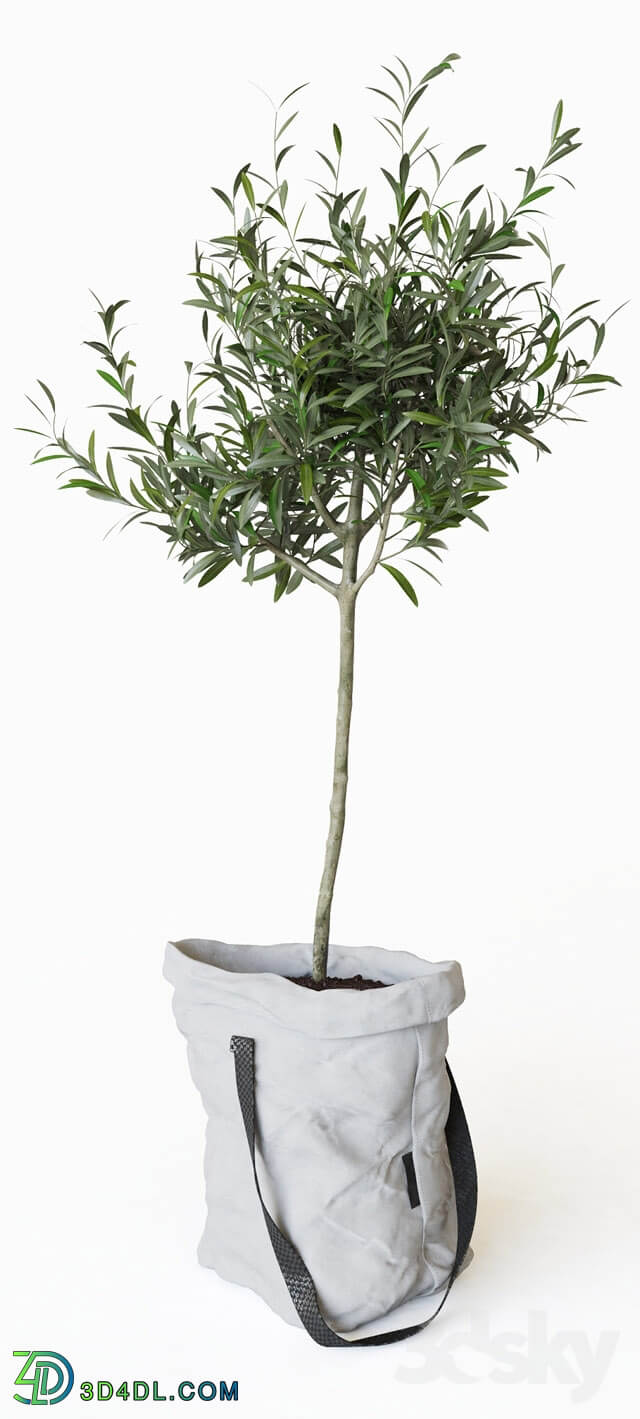 Plant - Olive tree in bag