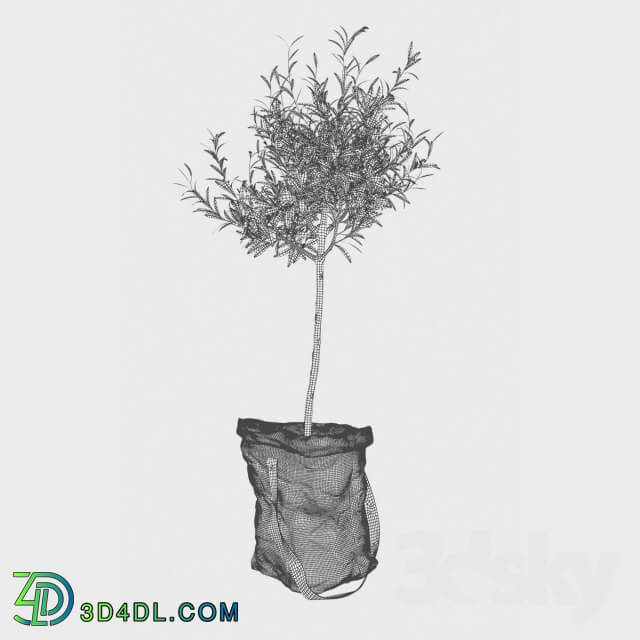Plant - Olive tree in bag