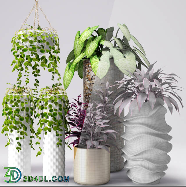 Plant - Plants in pots