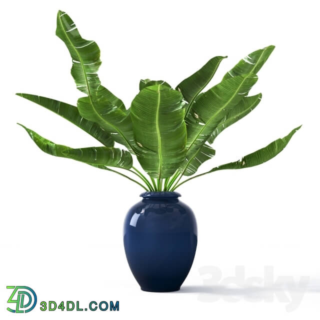 Plant - Tropical_2