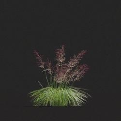 Maxtree-Plants Vol20 Muhly grass 01 01 