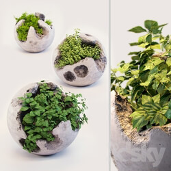 Plant - Round concrete pots with plants 