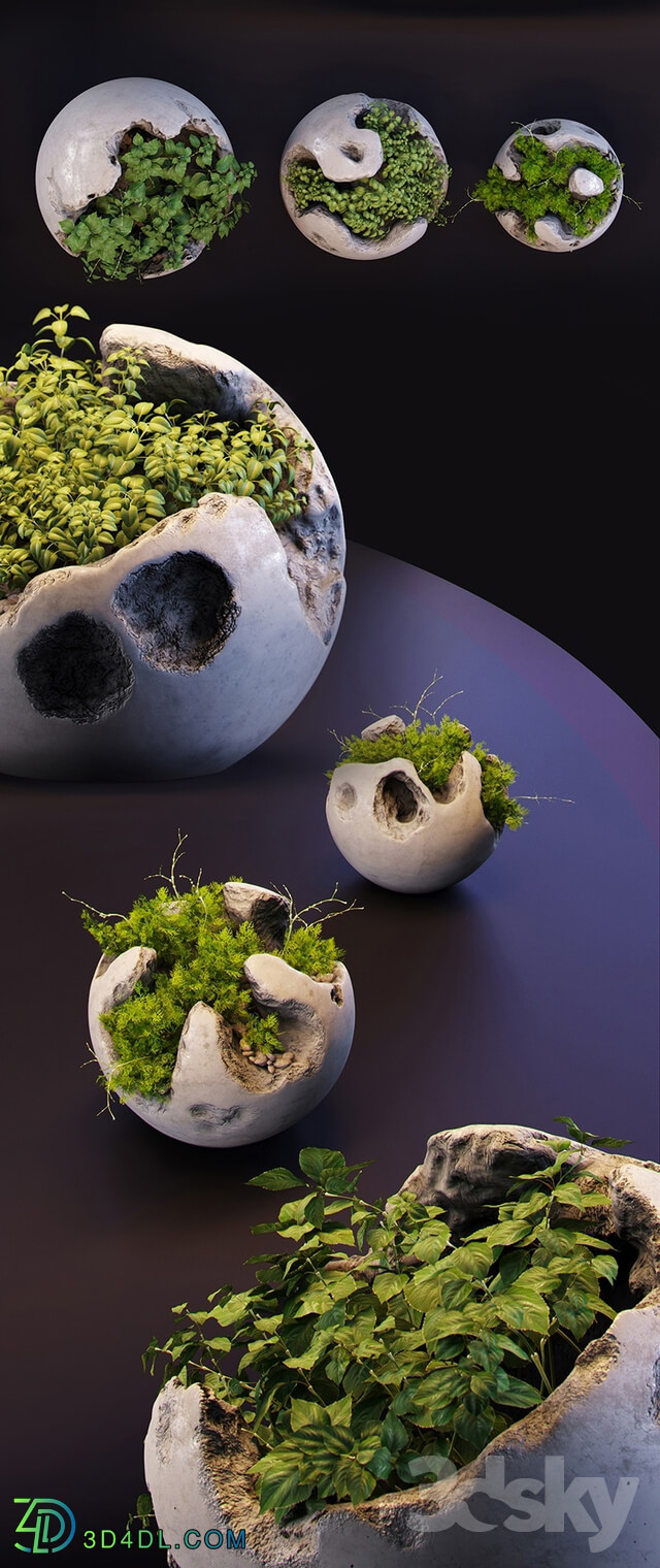 Plant - Round concrete pots with plants