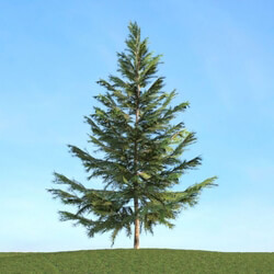 ArchModels Vol113 (040) Picea 