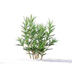Maxtree-Plants Vol19 Rosmarinus officinalis 01 06 
