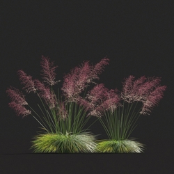 Maxtree-Plants Vol20 Muhly grass 01 02 