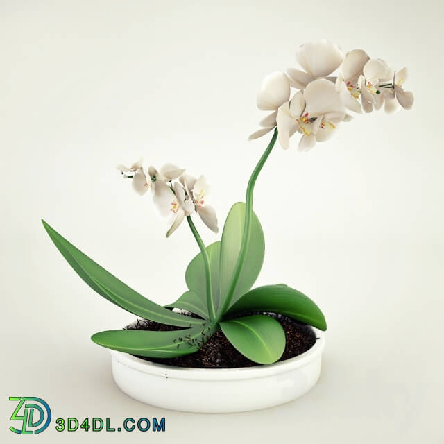 Plant - Orchid