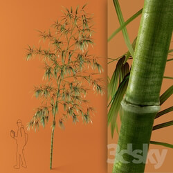 Plant - bamboo 