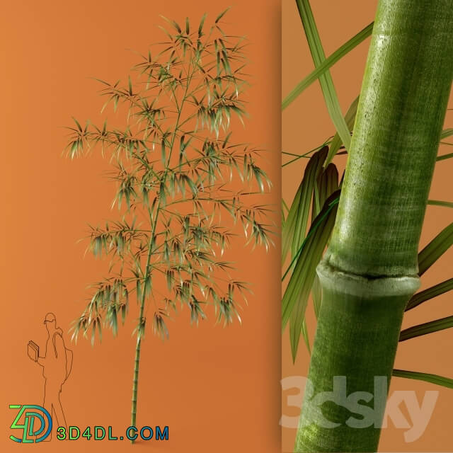 Plant - bamboo