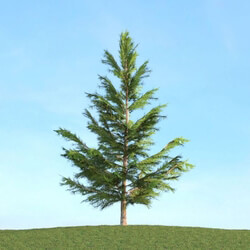 ArchModels Vol113 (041) Picea 
