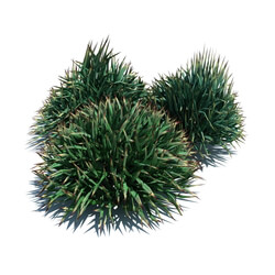 ArchModels Vol124 (085) Decorative grass v1 