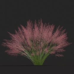 Maxtree-Plants Vol20 Muhly grass 01 03 