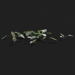 Maxtree-Plants Vol21 Viola inconspicua 01 06 