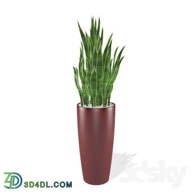 Plant - Sansevieria